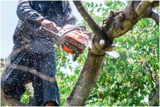 tree services Reedsburg